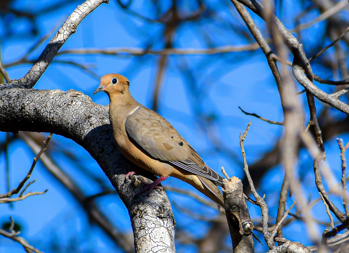 Mourning Dove - ML409287541