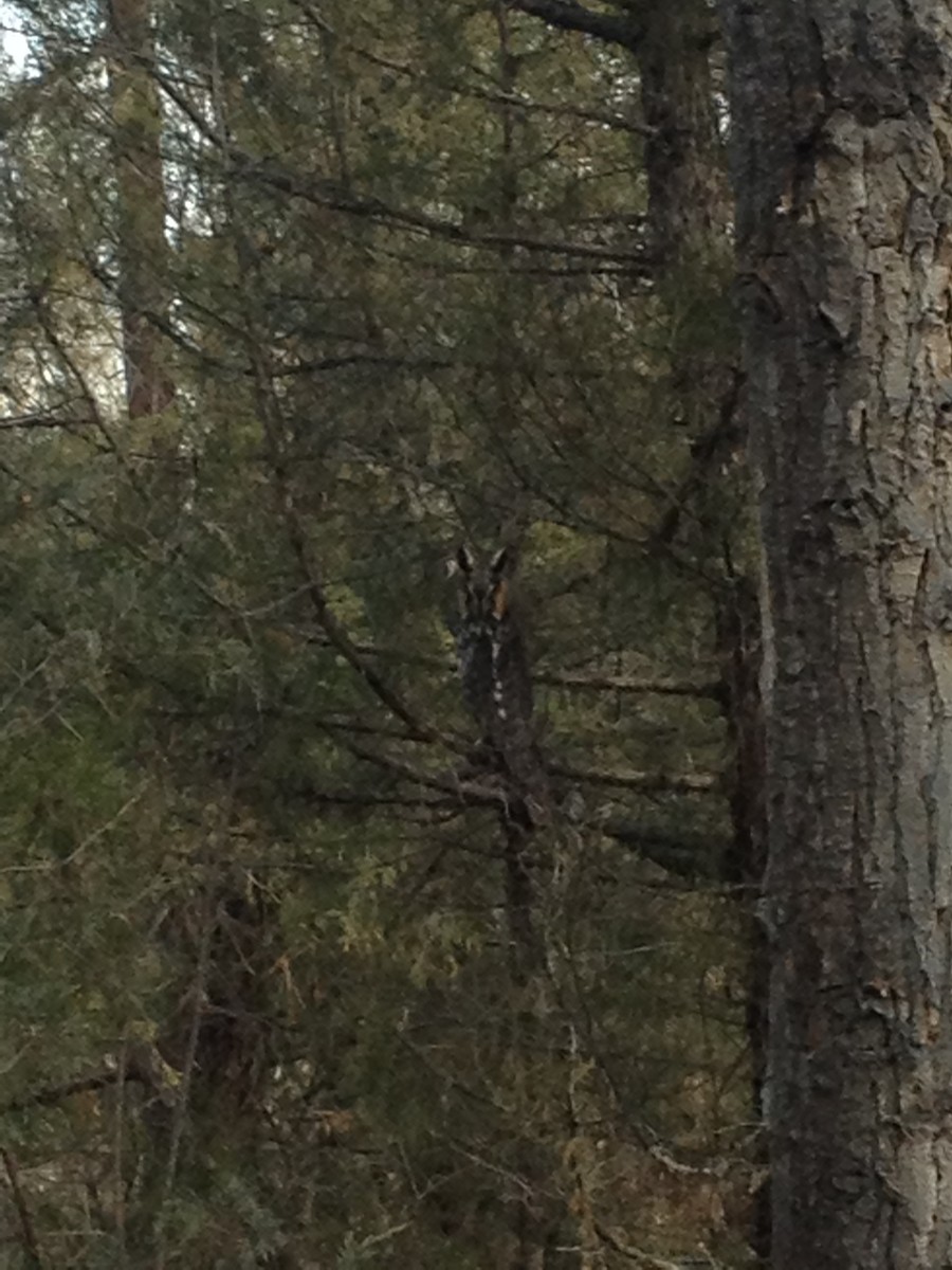 Long-eared Owl - ML40928831