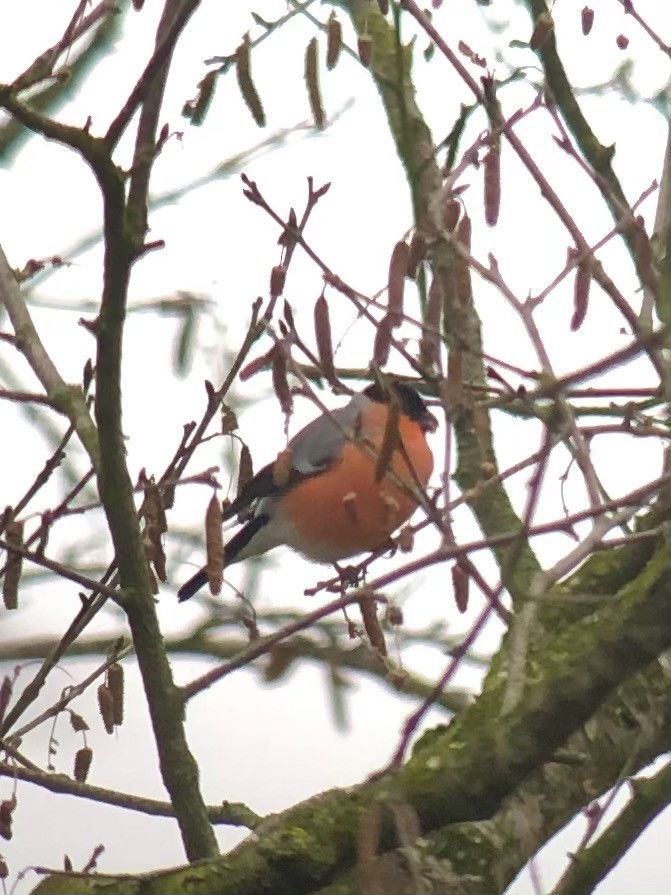 ウソ - ML409288961