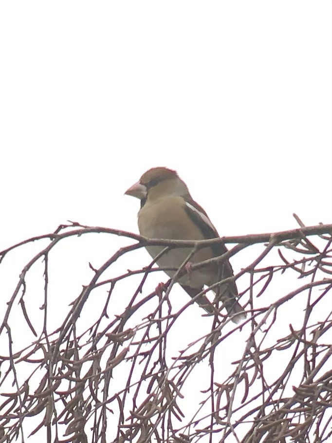 シメ - ML409289021