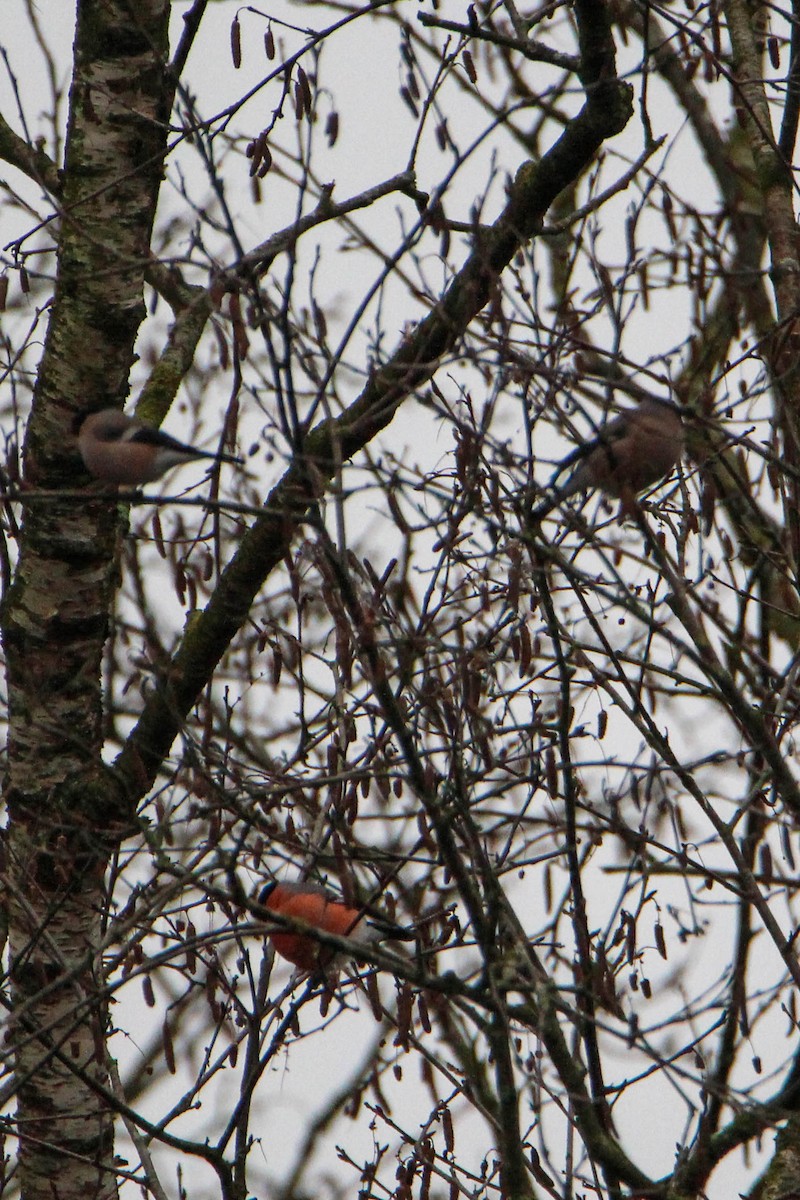 ウソ - ML409289241