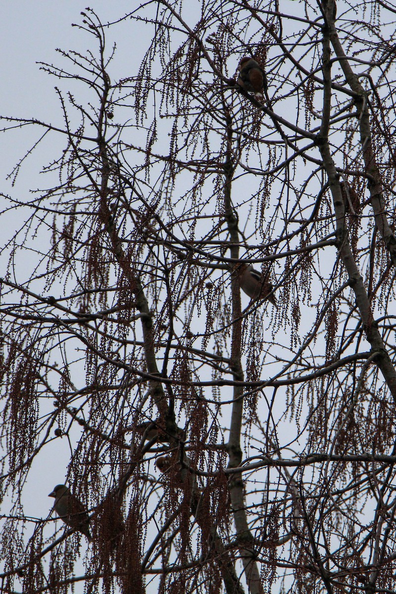 シメ - ML409289331