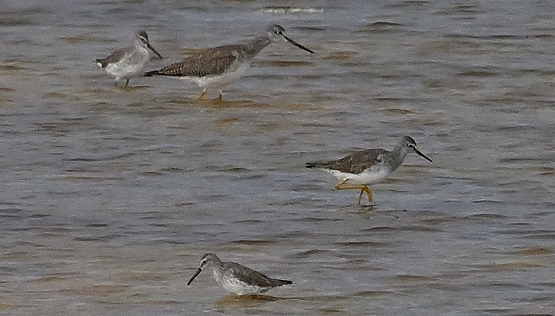 Greater Yellowlegs - ML409290481