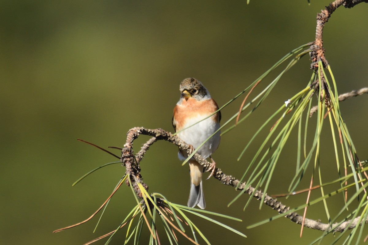 Brambling - ML409290801