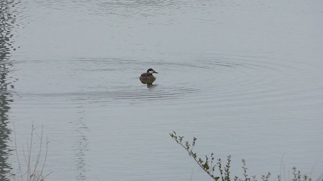 Ruddy Duck - ML409290861