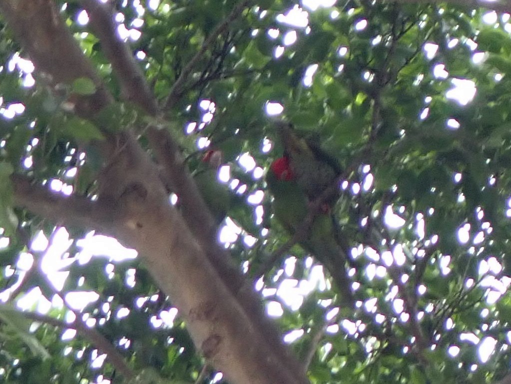 Guayaquil Papağanı - ML409291341