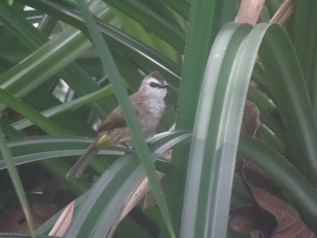 Yellow-vented Bulbul - ML409292721