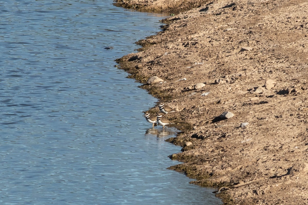 Killdeer - ML409294731