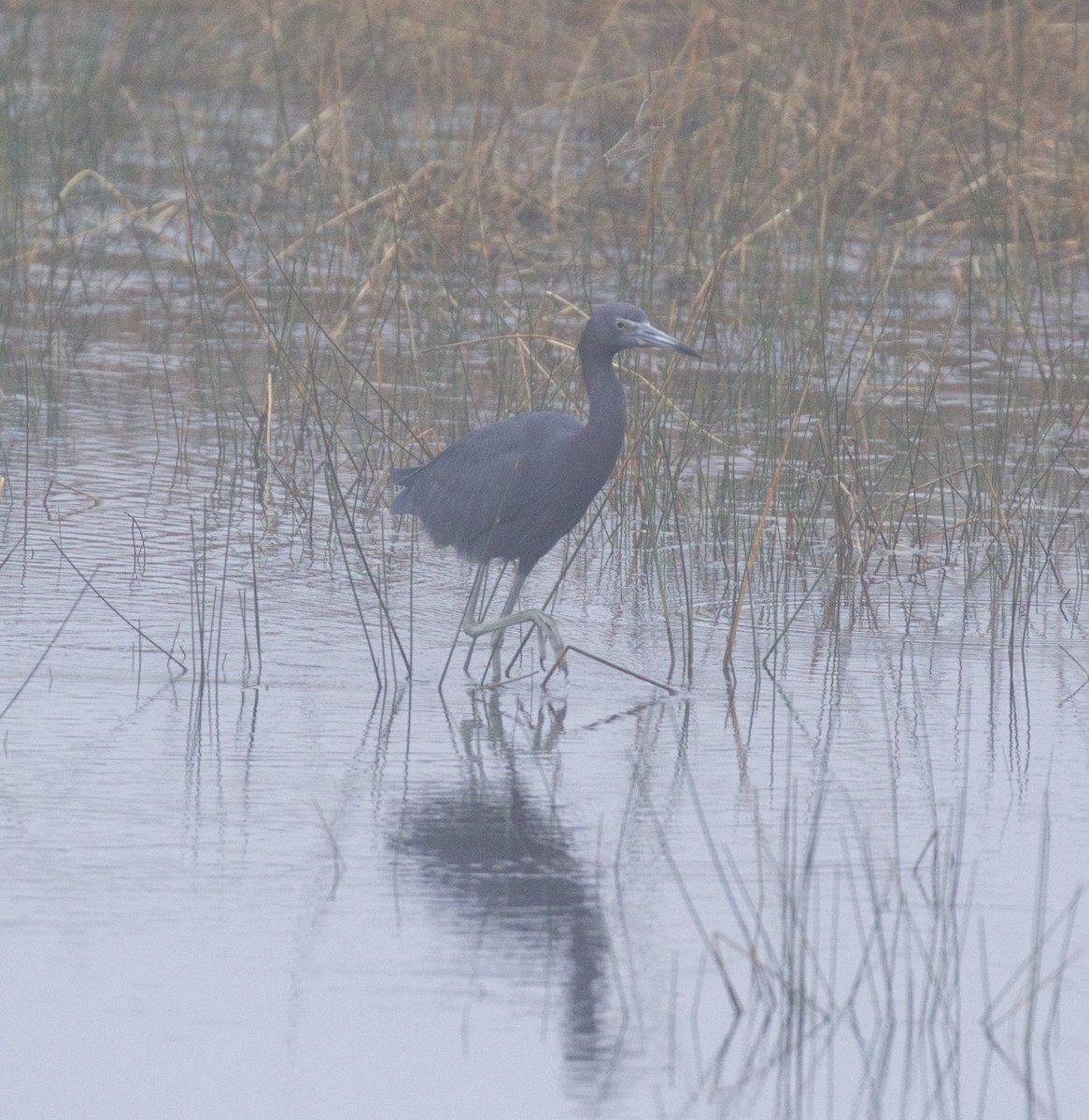 Little Blue Heron - Alison Hiers