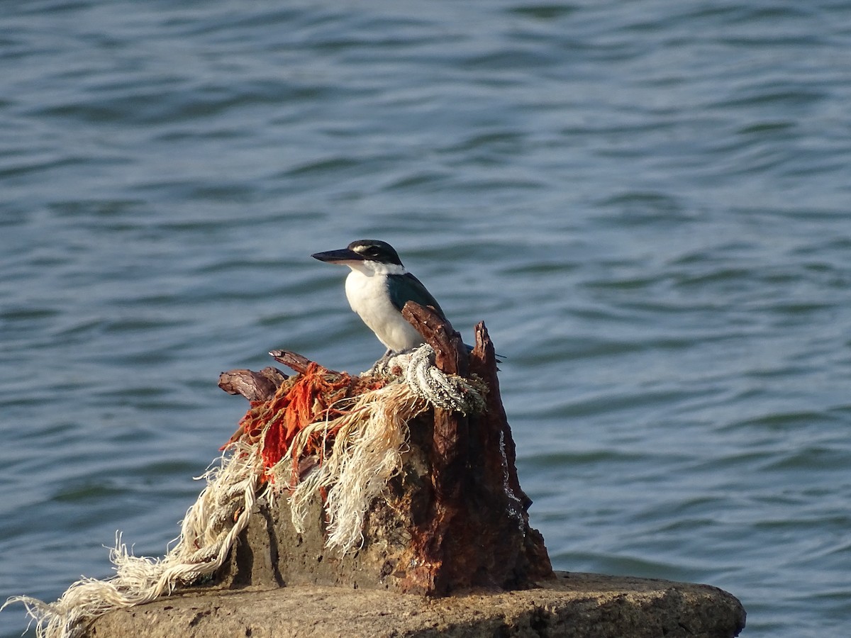 Collared Kingfisher - ML409296601