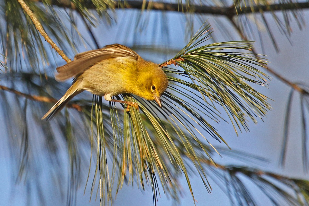 Pine Warbler - ML40929731