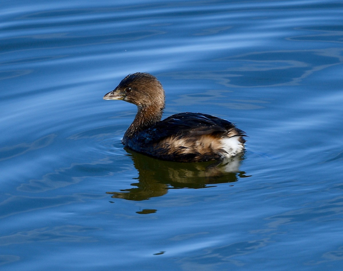Pied-billed Grebe - Win Ahrens