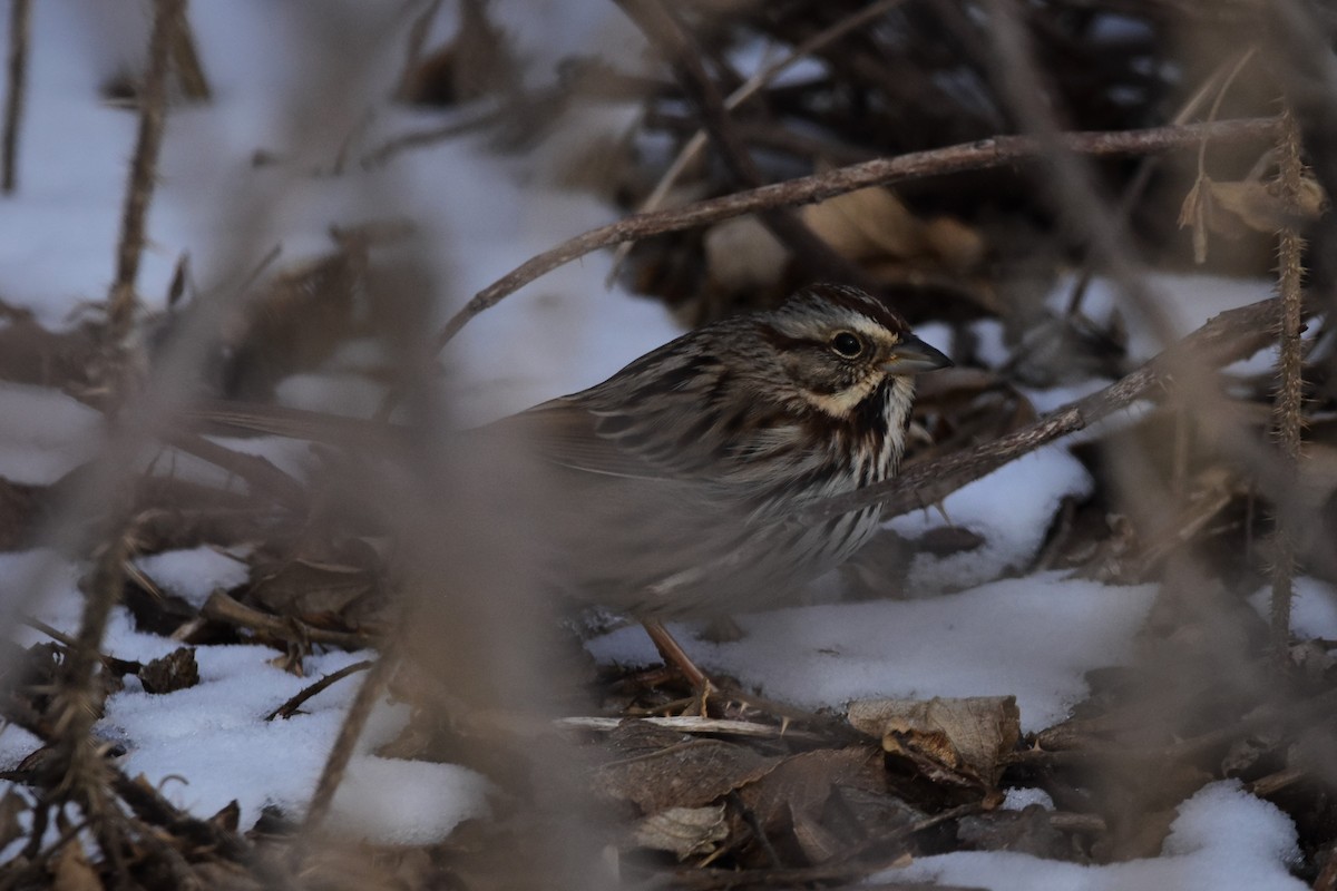 Song Sparrow - Zachary Peterson