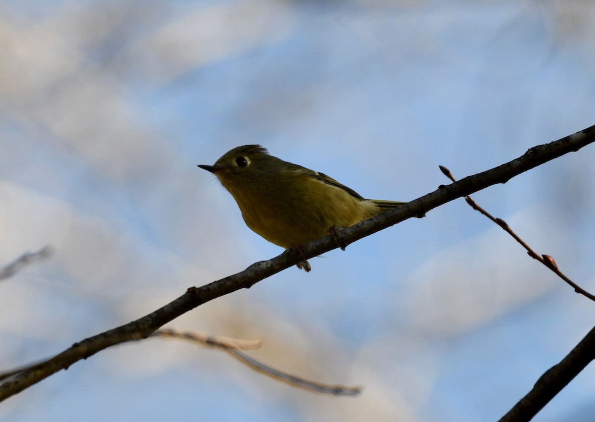 Ruby-crowned Kinglet - ML409298961