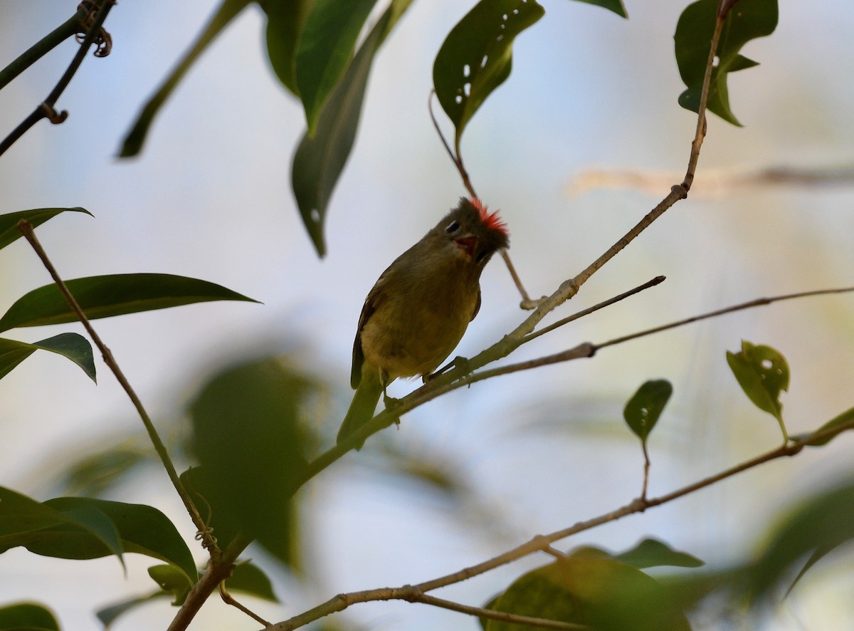 Ruby-crowned Kinglet - ML409298981