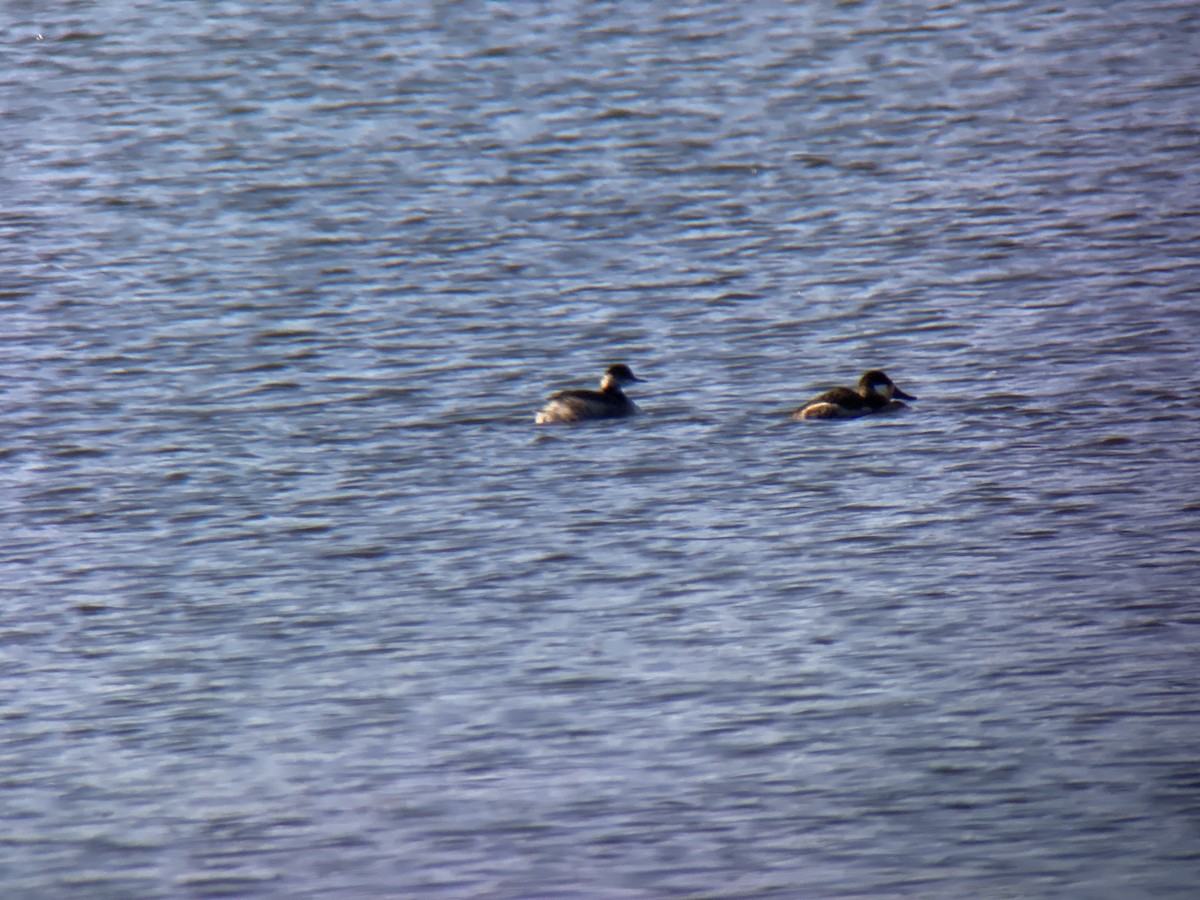 Eared Grebe - ML409299911