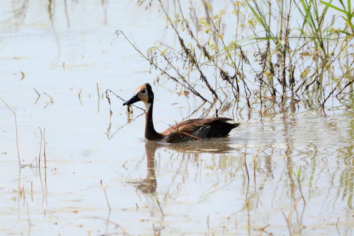 White-faced Whistling-Duck - ML409300031