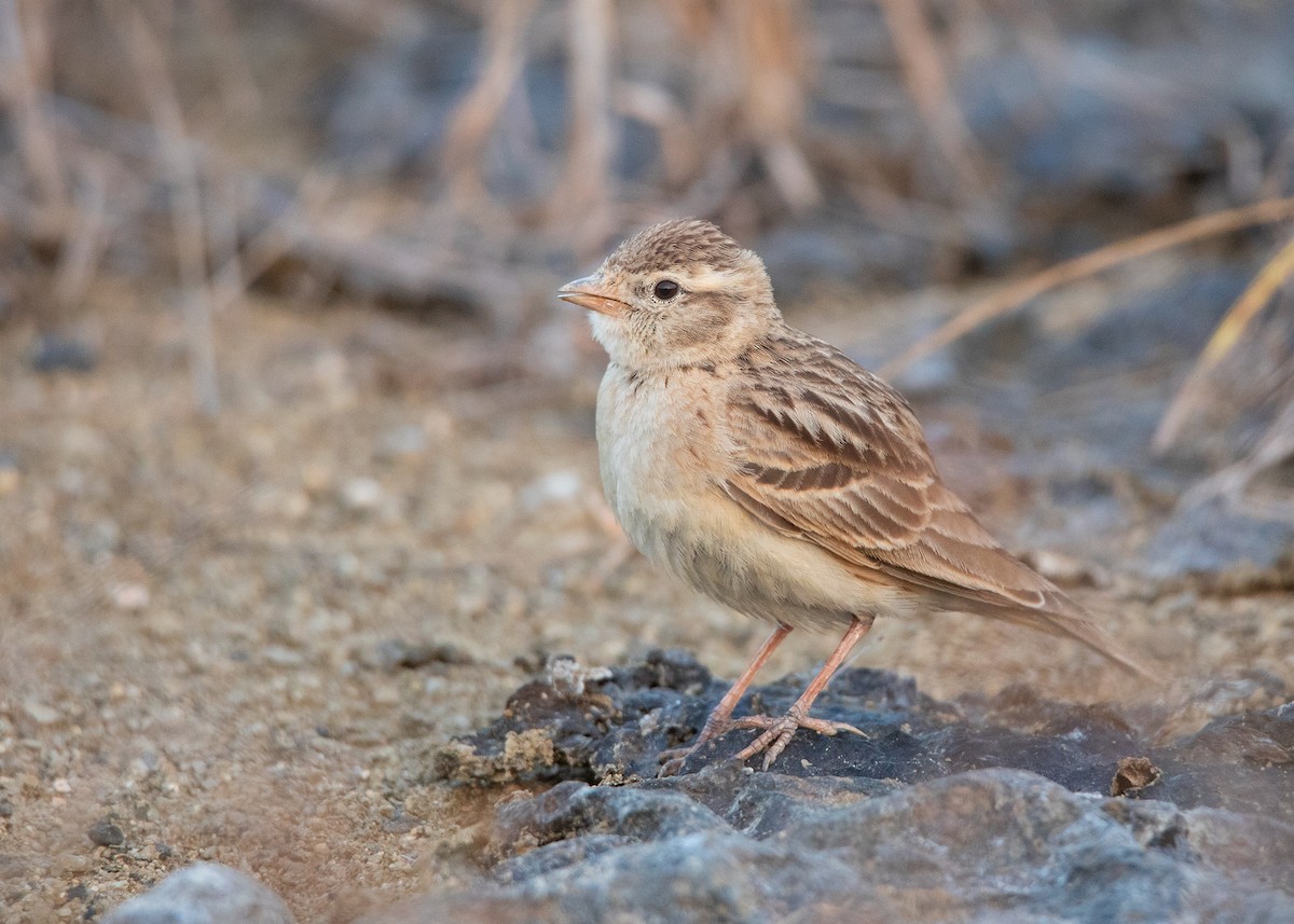 Mongolian Short-toed Lark - ML409301071