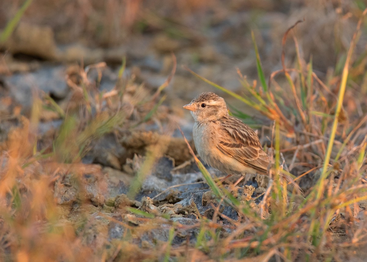 Mongolian Short-toed Lark - ML409301081