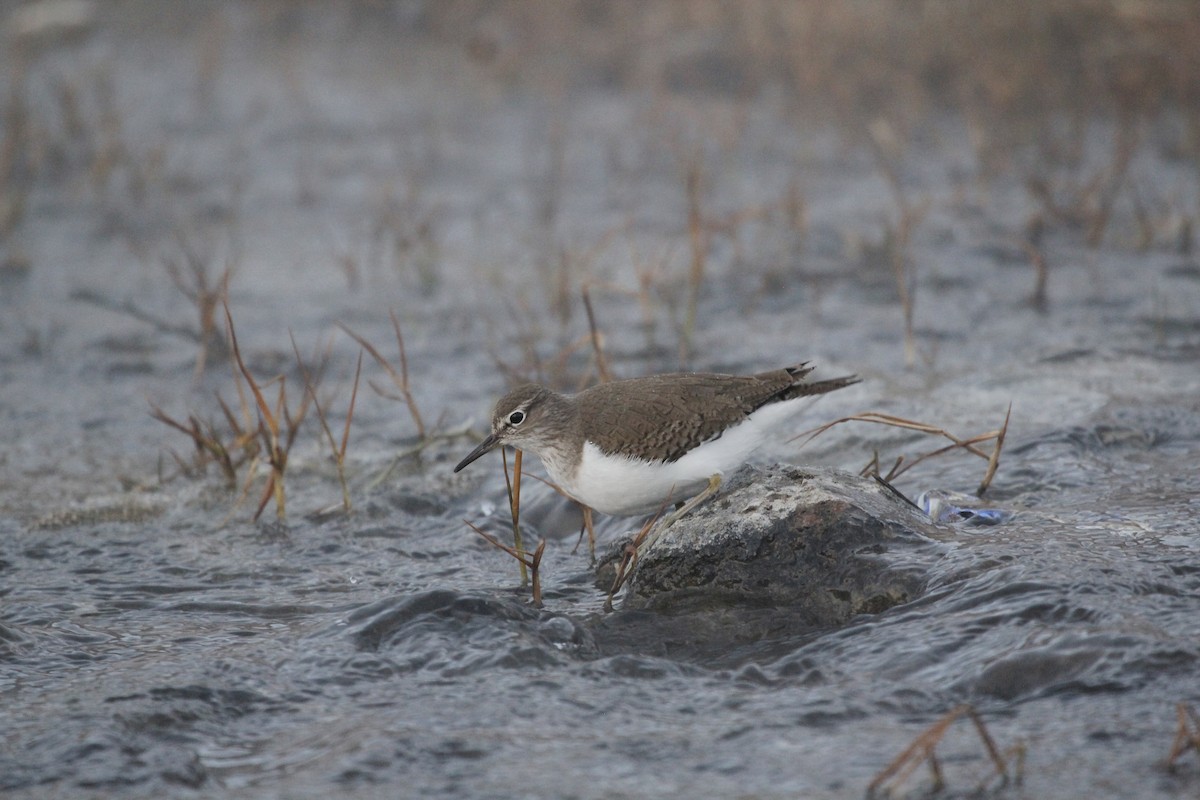 Common Sandpiper - Uğur Kara