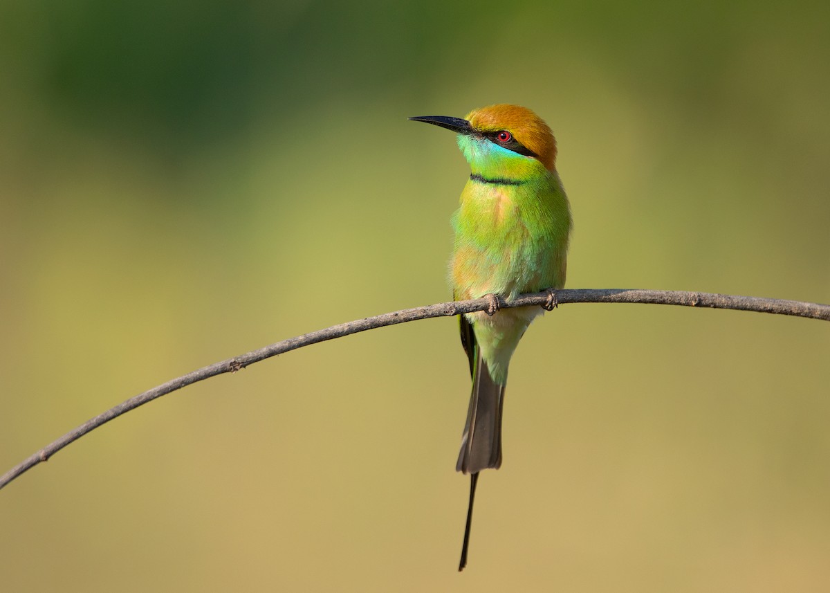 Asian Green Bee-eater - ML409301331