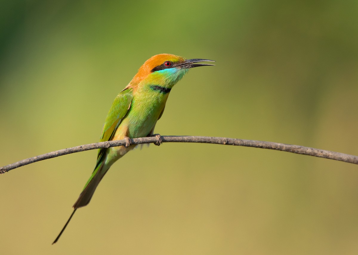 Asian Green Bee-eater - ML409301341