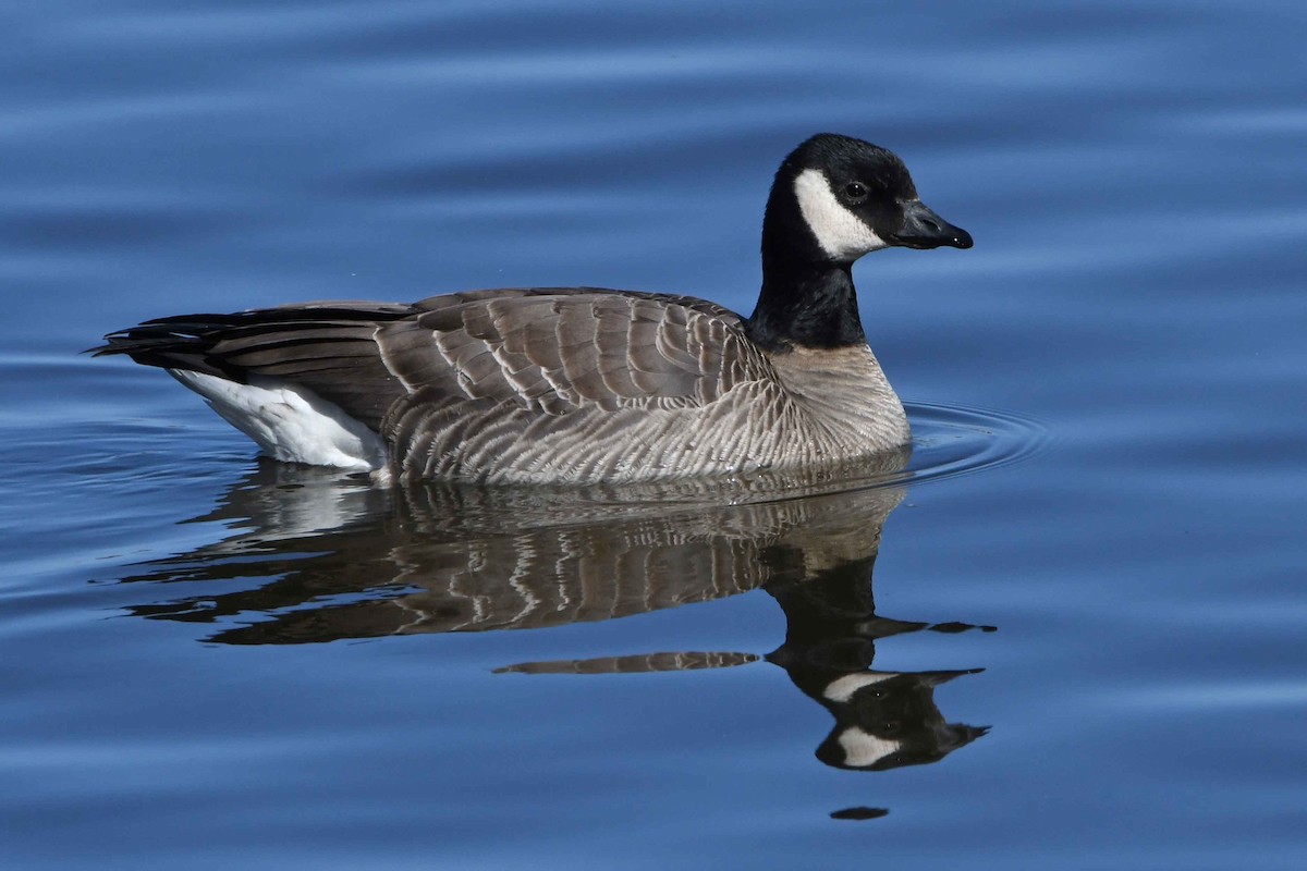 berneška malá (ssp. hutchinsii) - ML409301581