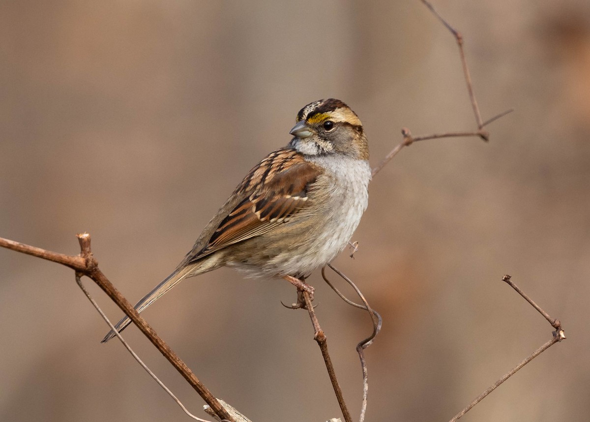 White-throated Sparrow - David Amini🦉