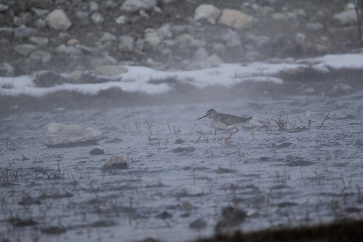 Common Redshank - ML409301771