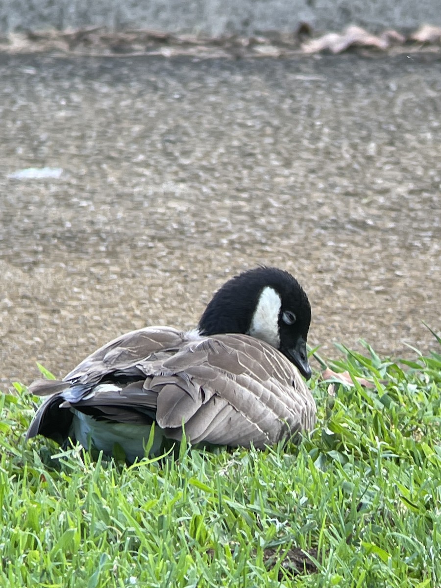 Cackling Goose - Lori Mathis