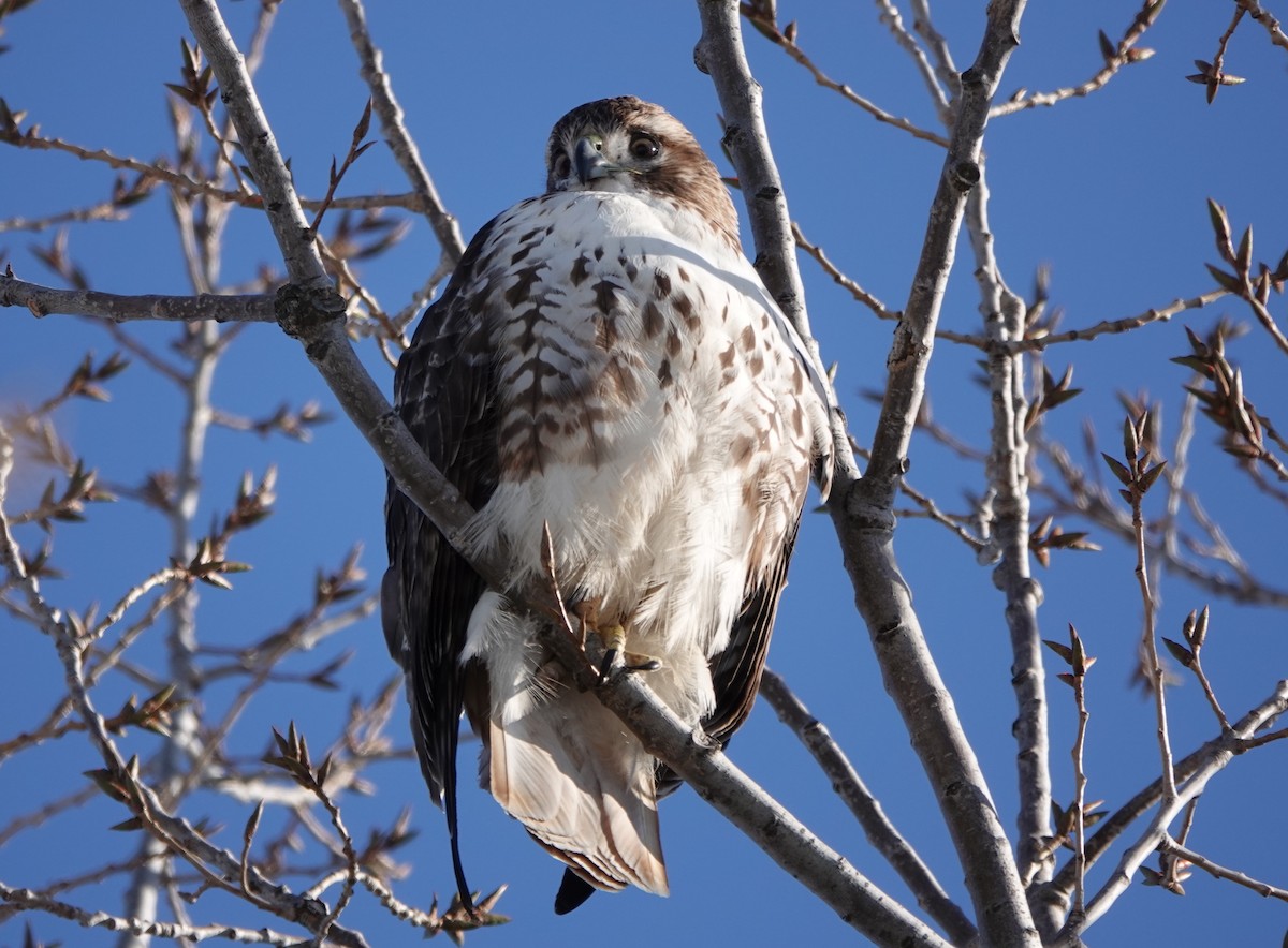 Red-tailed Hawk - Mary Kvasnic