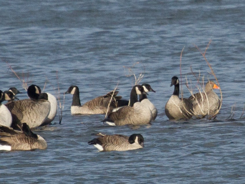 Graylag Goose - ML409303381