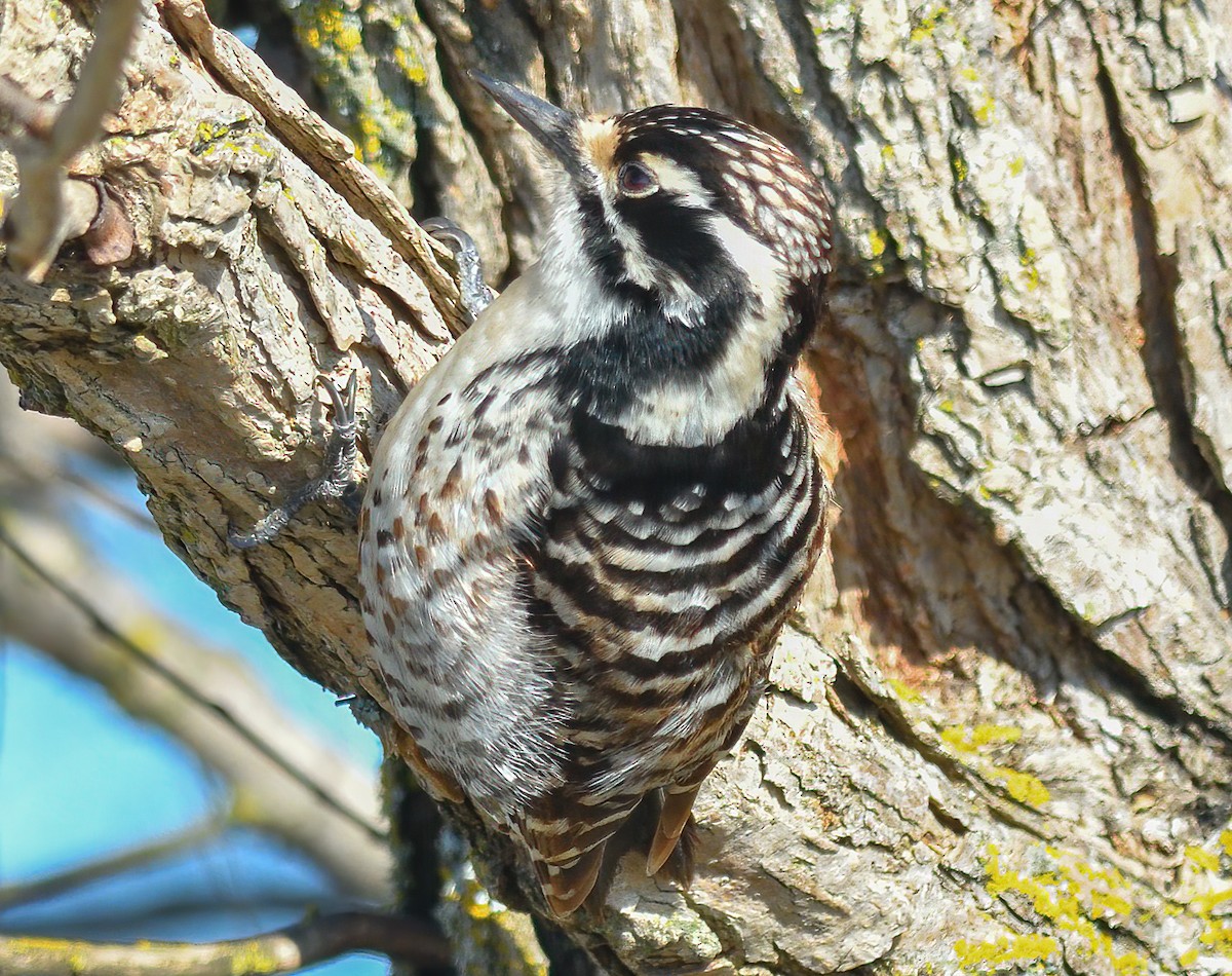 Nuttall's Woodpecker - Jerry Ting