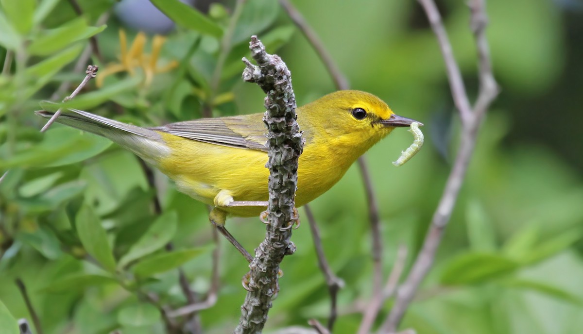 ML40930371 - Blue-winged x Prairie Warbler (hybrid) - Macaulay Library