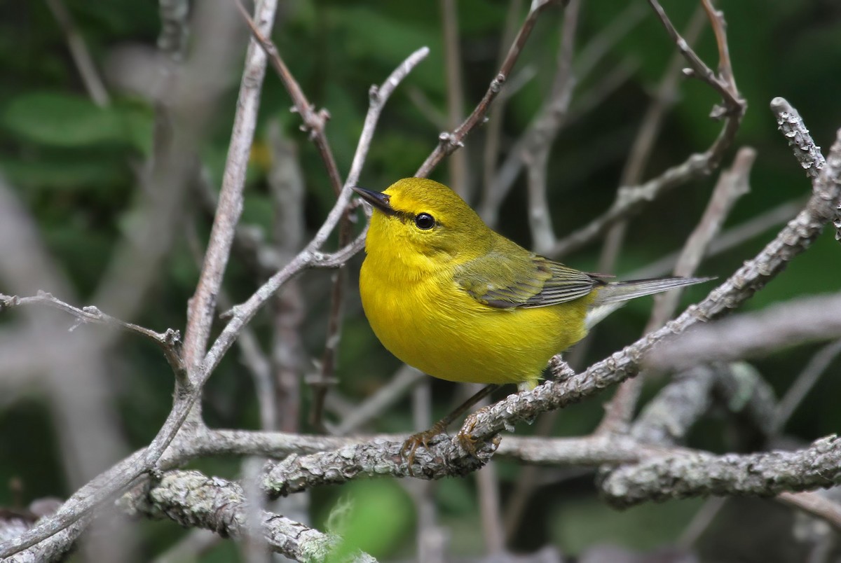 Blue-winged x Prairie Warbler (hybrid) - Ryan Schain