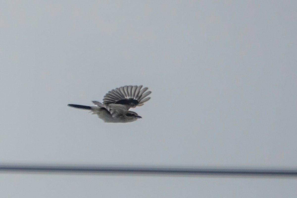 Northern Shrike - ML409307591