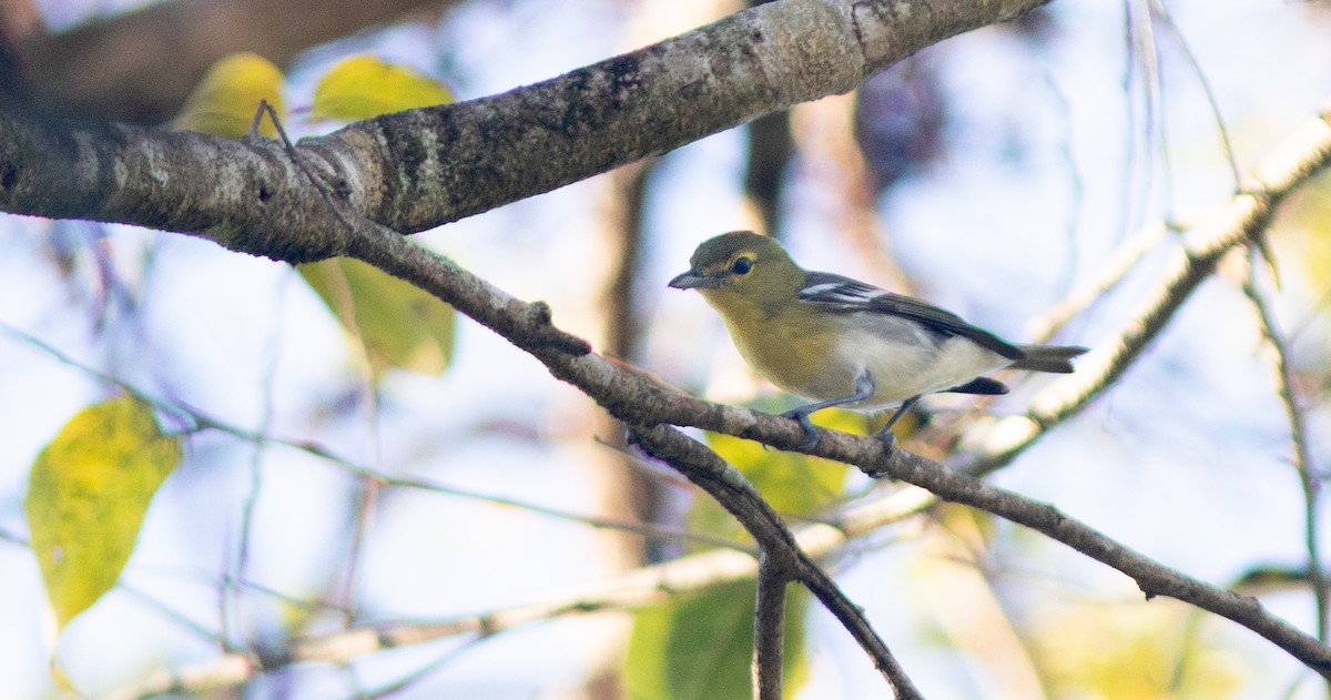 Yellow-throated Vireo - Doug Hitchcox