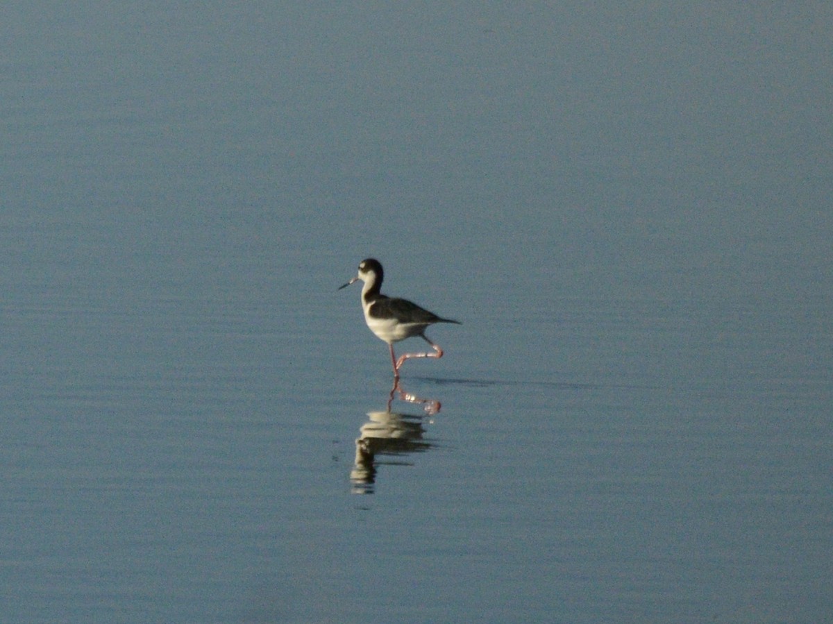 Black-necked Stilt - Michelle Brock