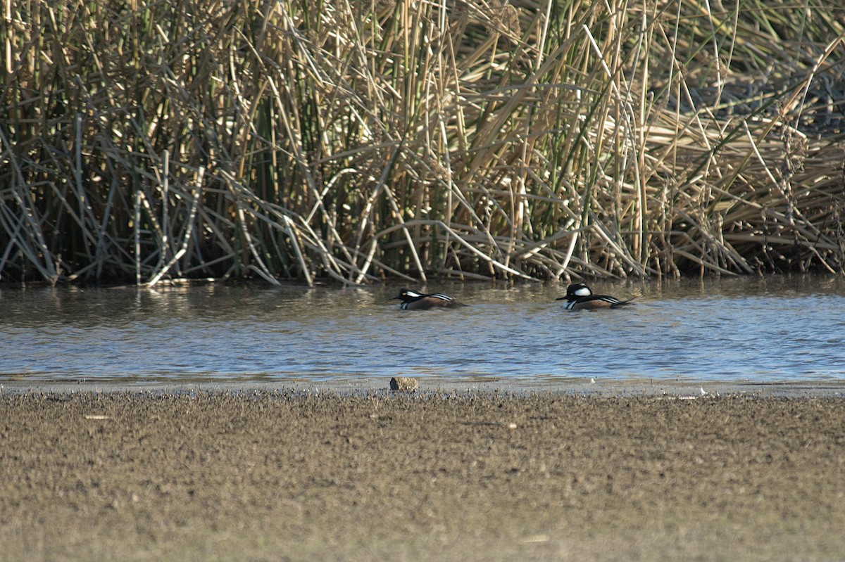 Hooded Merganser - ML409310571