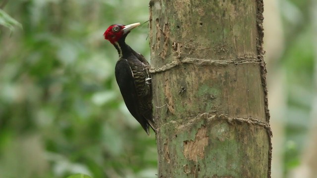 Pale-billed Woodpecker - ML409310991