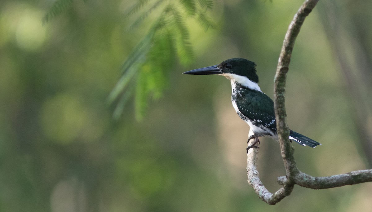 Green Kingfisher - Doug Hitchcox