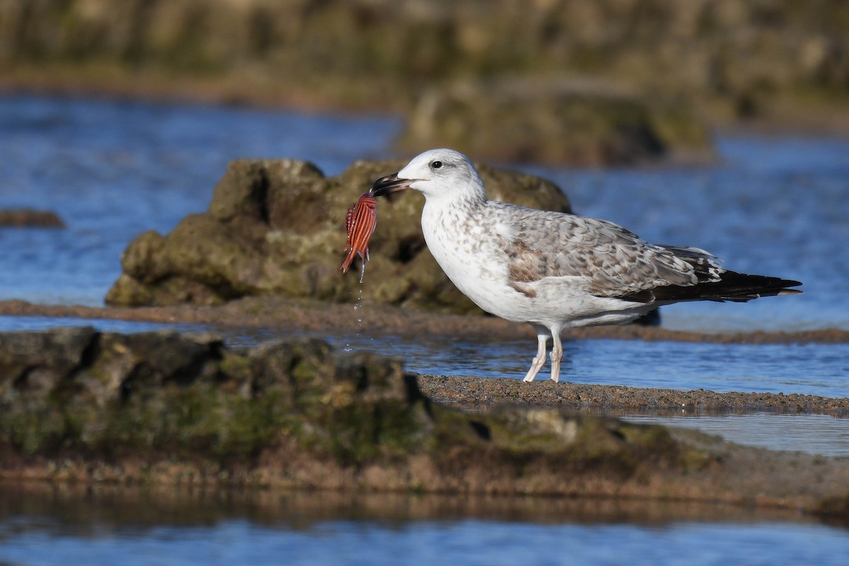 Armenian Gull - ML409312001