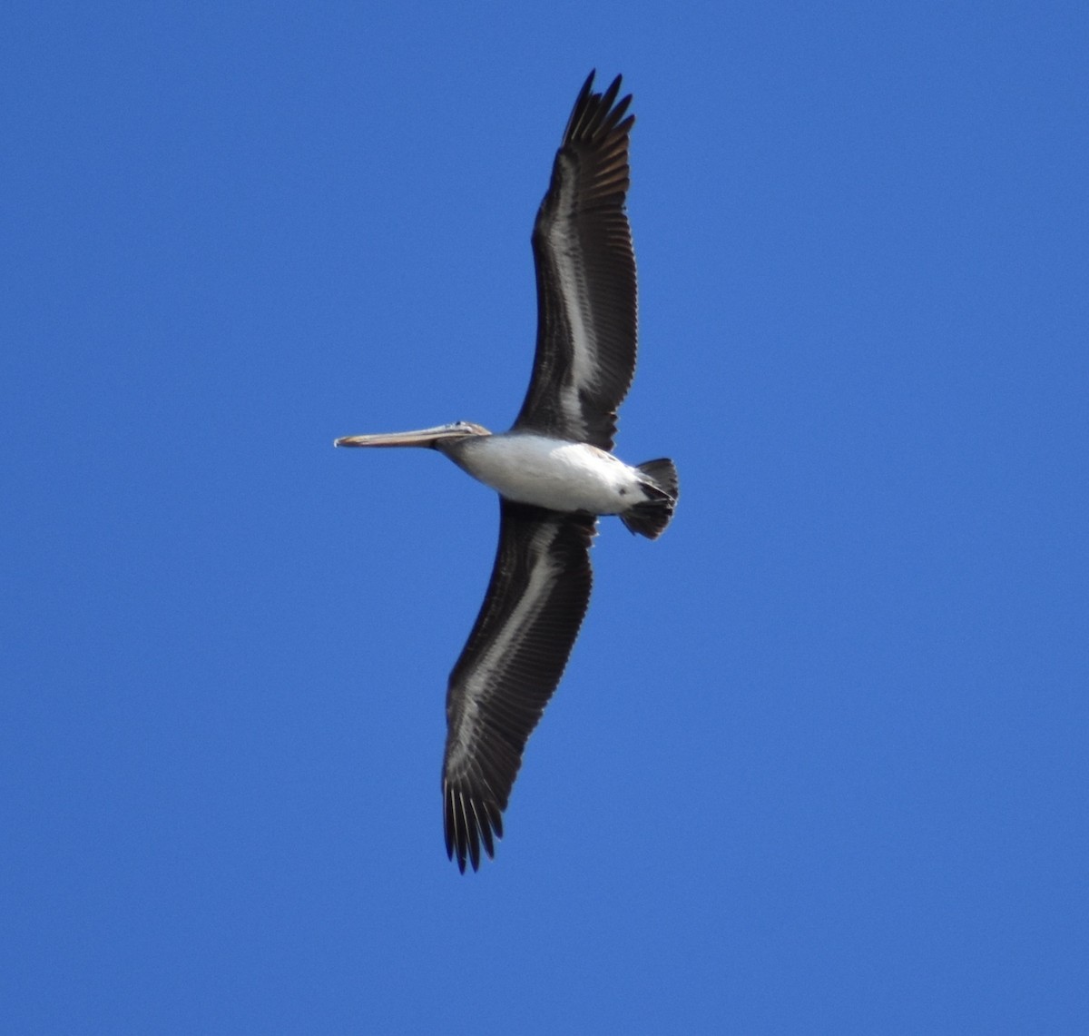 Brown Pelican - ML409313061