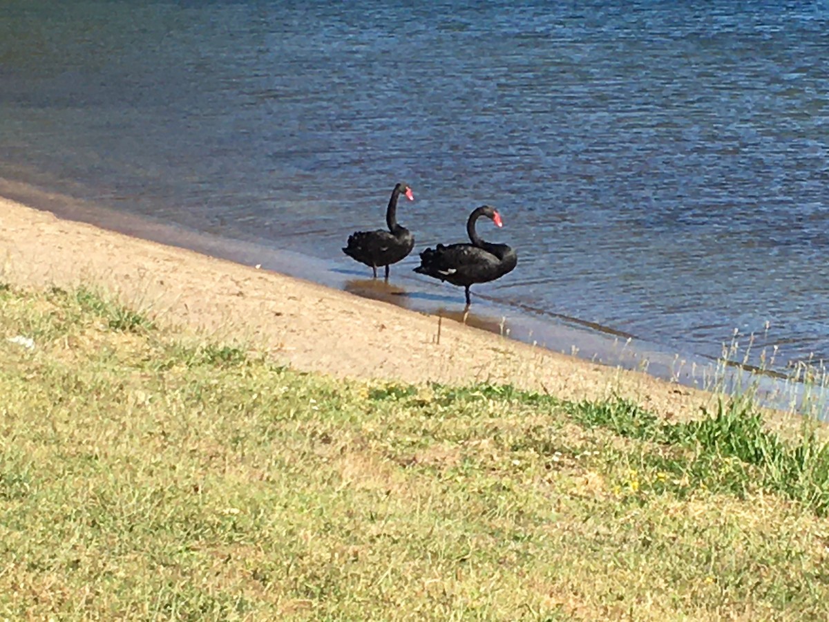 Black Swan - ML409313111