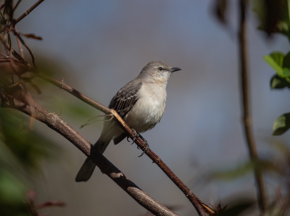 Northern Mockingbird - ML409314641