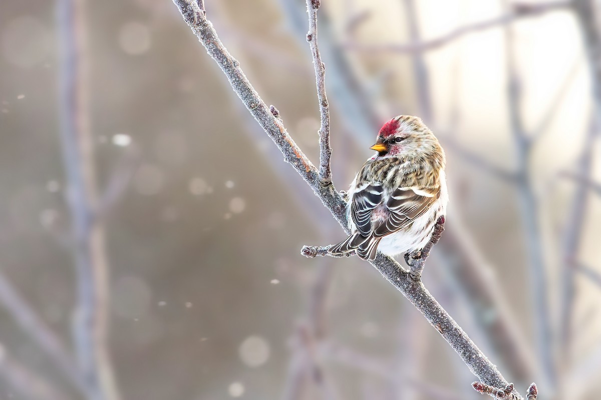 Redpoll (Common) - ML409314661