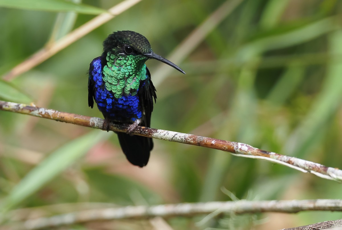 Fork-tailed Woodnymph - Sam Woods