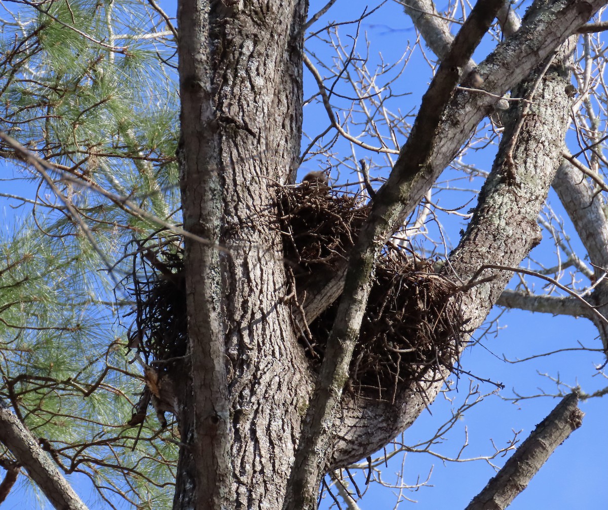 Great Horned Owl - ML409314961