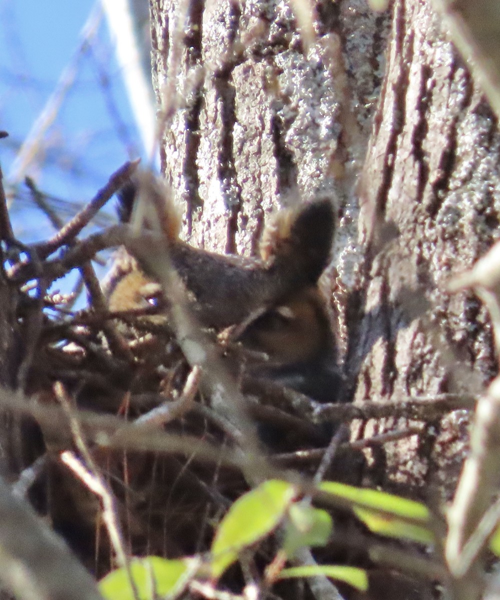 Great Horned Owl - ML409315061