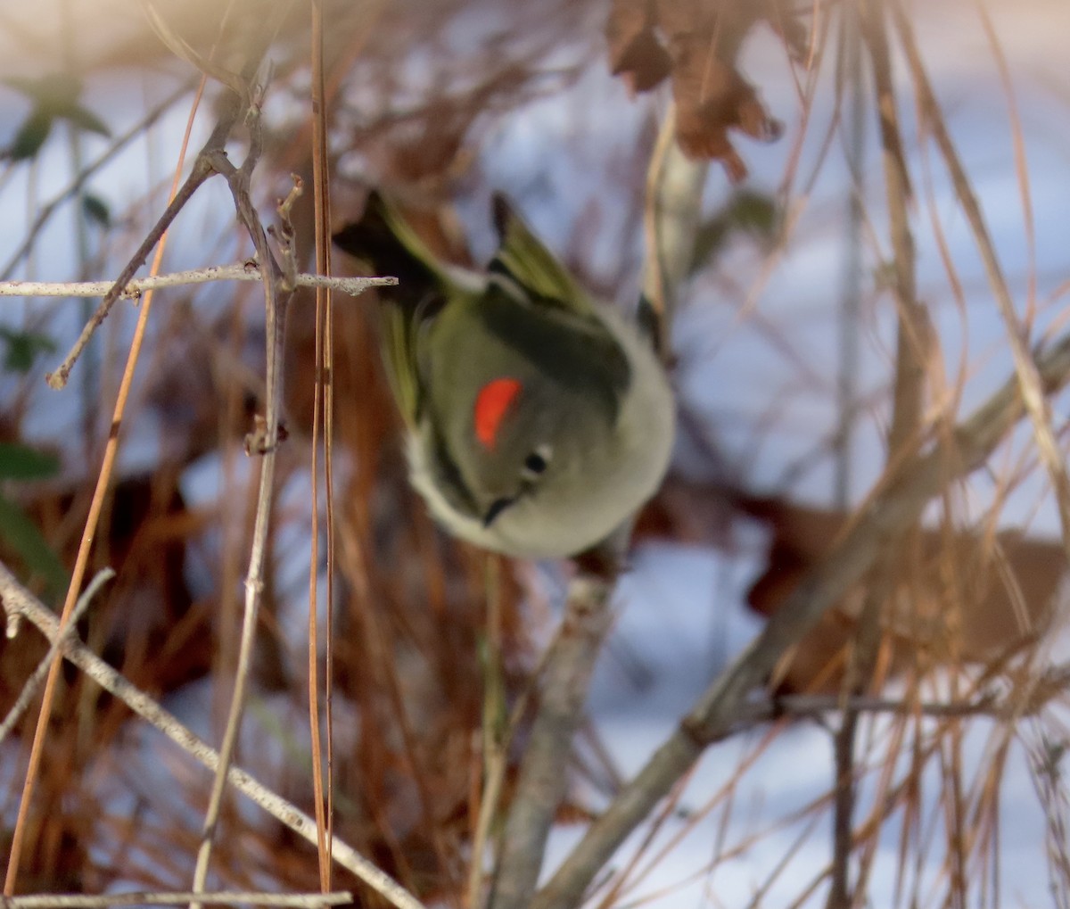 Ruby-crowned Kinglet - Lawrence Zoller